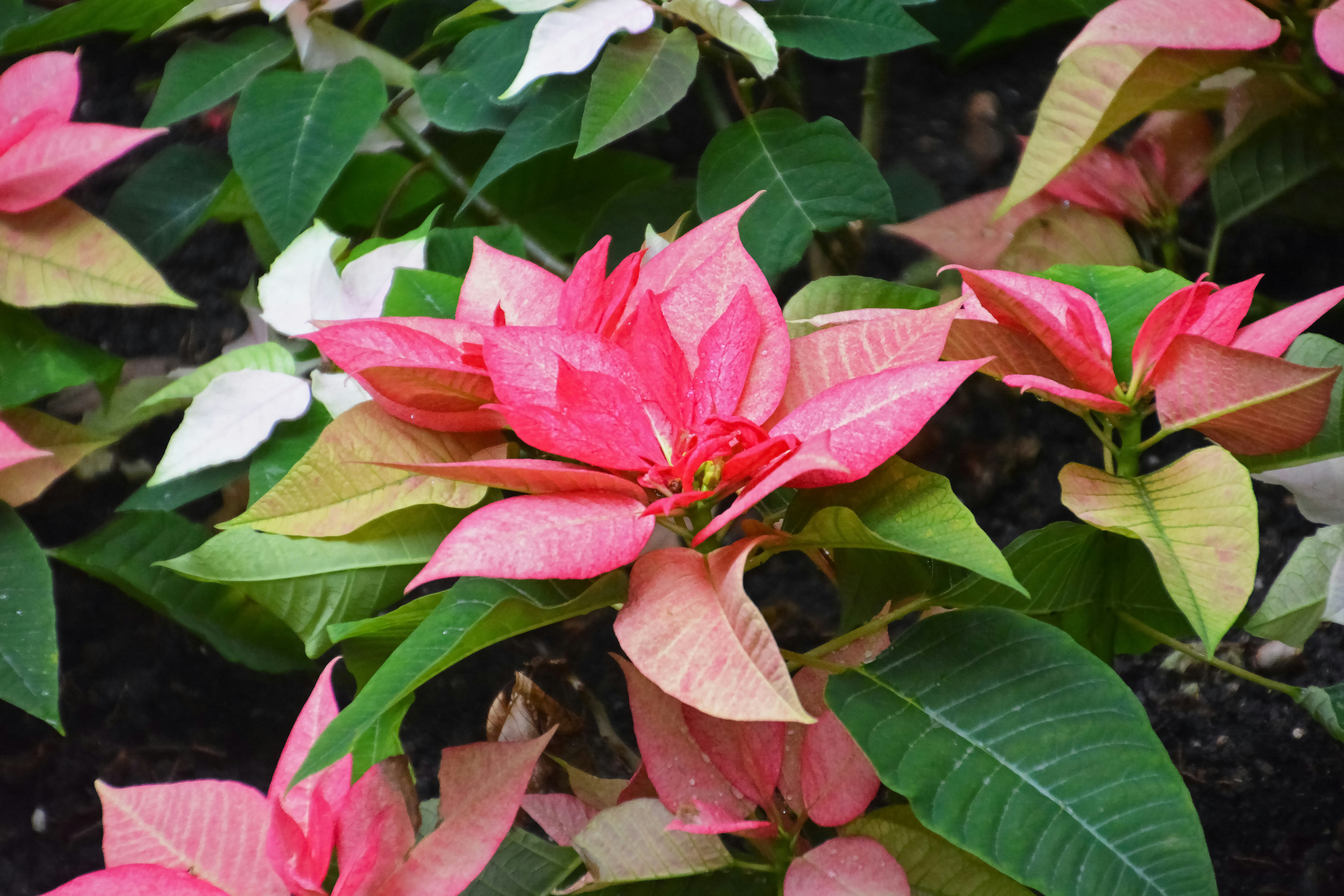 pink flower with green leaves